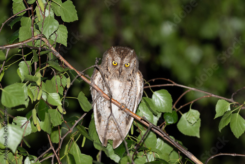Sleepy Eurasian scops owl perched on a branch in a birch tree at night