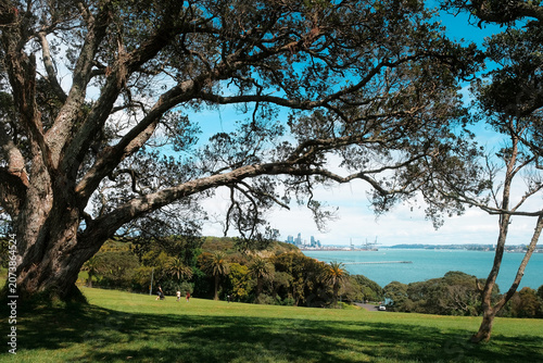 Auckland, New Zealand: massive trunk of mature Metrosideros excelsa tree frames distant ocean coast and downtown city skyline at Bastion Point park.