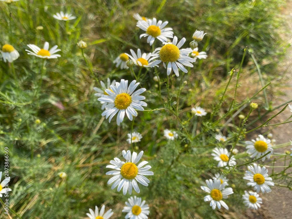 Fototapeta premium Chamomile flowers in a meadow in the spring.