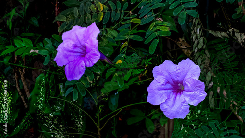 Cuadro en lienzo Beautiful macro close up of purple Centrosema pubescens flower blooming with gre