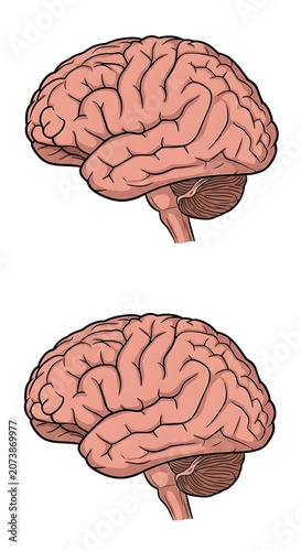 Human brain anatomy side view illustration.