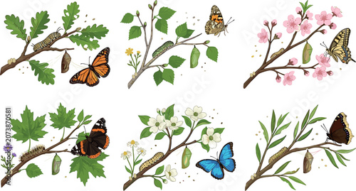 Obraz na płótnie Vintage Botanical Butterfly Life Cycle Vector Set Featuring Monarch Swallowtail