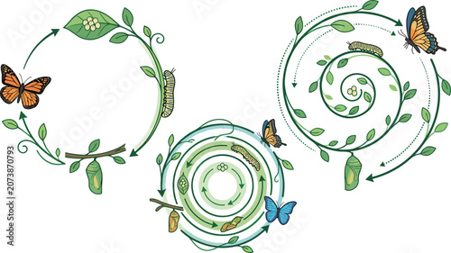 Konstfotografi Butterfly Life Cycle Diagram Vector Set with Circular Spiral and Concentric Vine