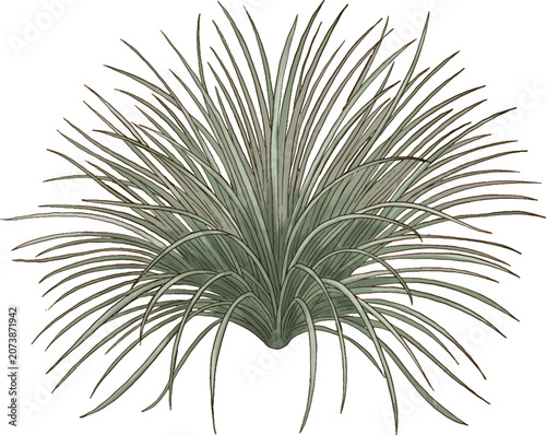 Sand Sedge Botanical Sketch Hand Drawn Native Grass Illustration
