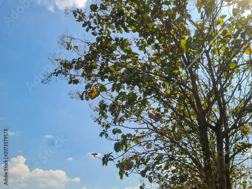 Teak trees adapt to the summer by shedding leaves.