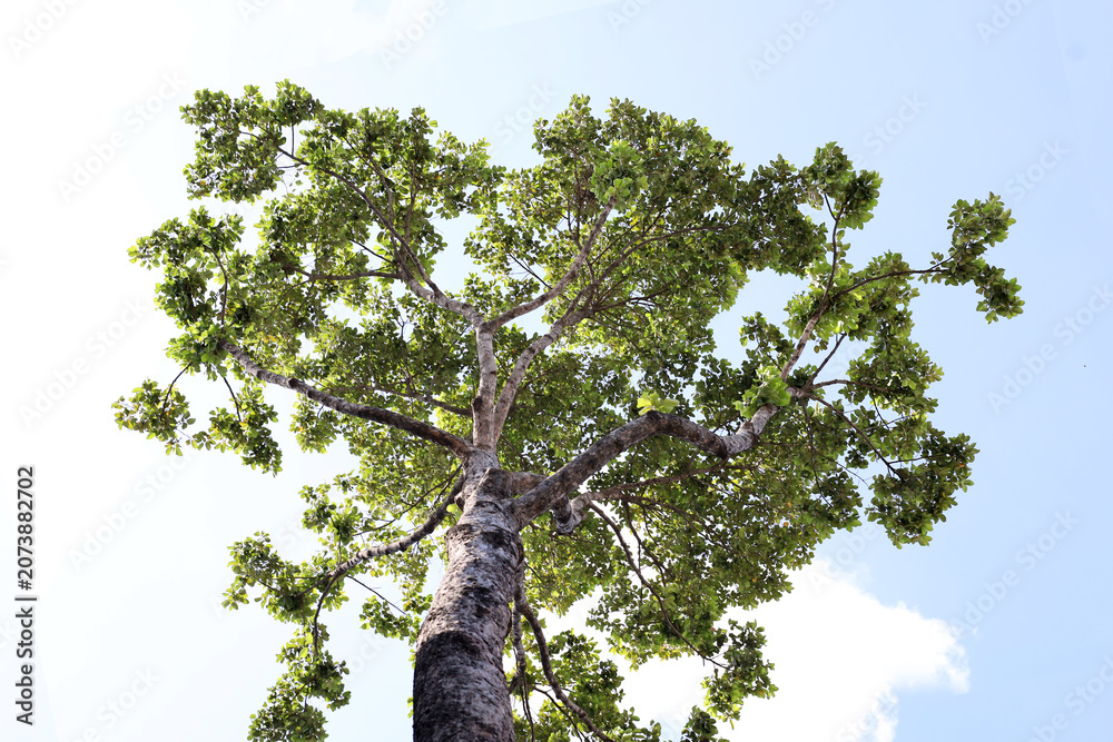 Fototapeta premium Upward perspective of a giant Dipterocarpus alatus tree against bright sky