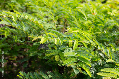 Bild auf Leinwand Green tamarind leaves on tree branch close up