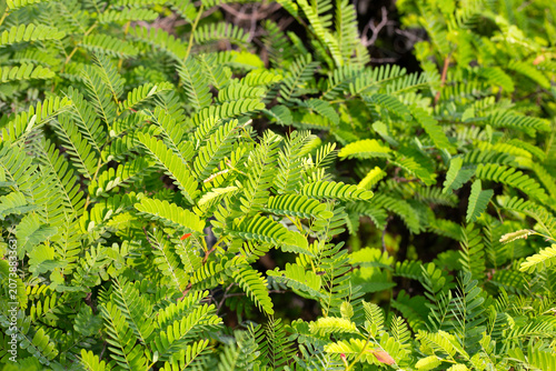 Foto Green tamarind leaves on tree branch close up