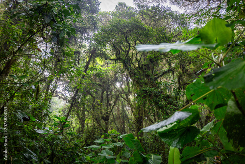 Wanderung durch den Nebelwald in Costa Rica