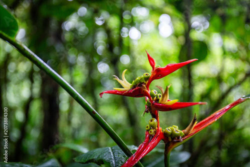 rote Begonie im Regenwald von Costa Rica