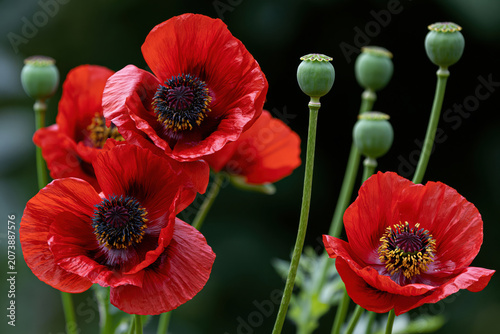 a group of red poppies.