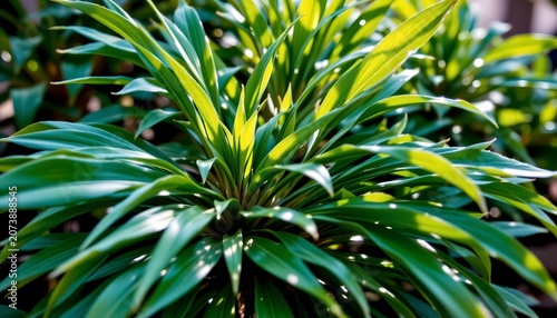 Lush Tropical Plant Leaves Warm Sunlight