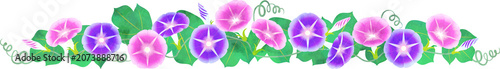 morning glory