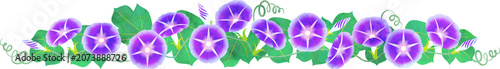 morning glory