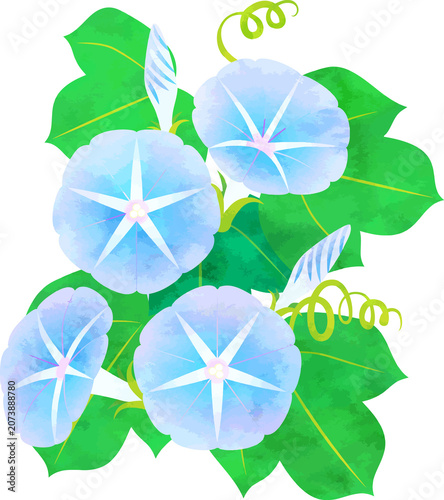 morning glory