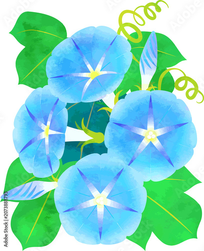 morning glory