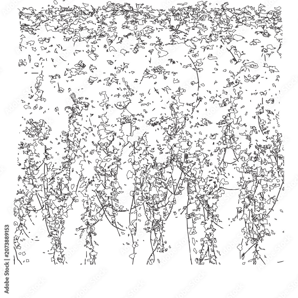 Fototapeta premium Dense hanging ivy vines texture isolated on white background for architectural rendering.