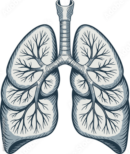 Anatomical of human lungs and trachea, featuring detailed bronchial tree structures in a stylized blue and grey style