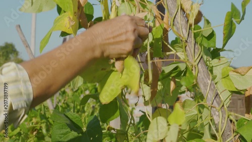 Close-up of hands of elderly woman picking dry bean pods, Harvesting ripe beans in the autumn garden 