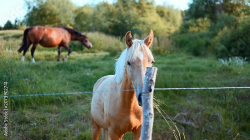 Palomino horse grazing in a lush green pasture with wooden fence. Rural lifestyle and domestic animal life in the countryside. Farm animal in summer meadow.