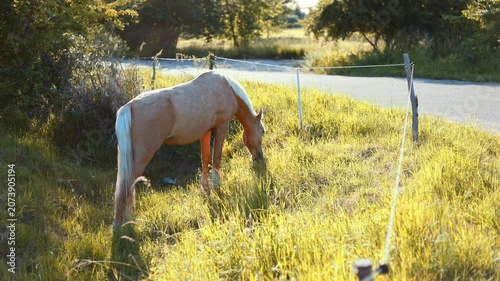 Palomino horse grazing on a green pasture. Golden sunlit equine eating grass in a field. Rural livestock scenery near a fence. Domestic mammal in nature life.