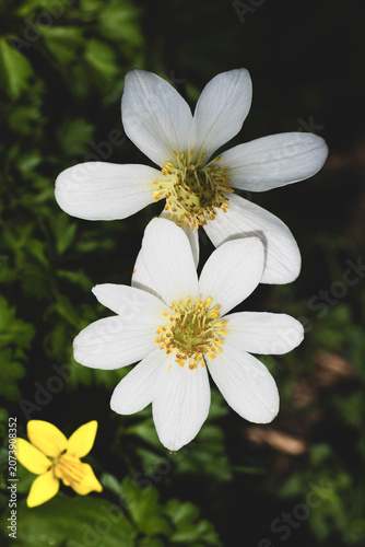 anemone, windflower, white wild flower