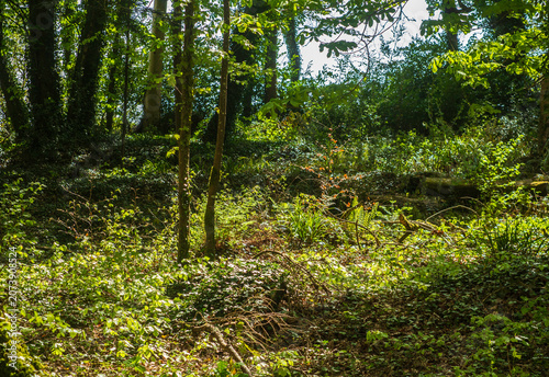 Foto Sublight shining through trees in a small but beautiful wood in Northern Irelkan
