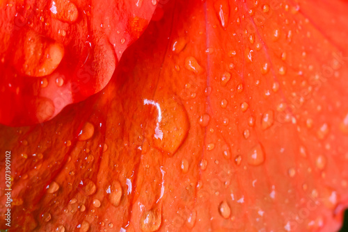 Photos Vibrant orange petal with water droplets, macro photography, natural texture, fr