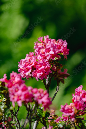 Rhododendron ferrugineum, alpenrose