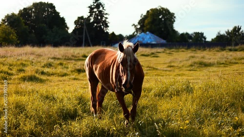 Brown horse standing in a green pasture. Portrait of a beautiful mare with a white blaze on its face. Animal in nature, rural lifestyle and equestrian theme.