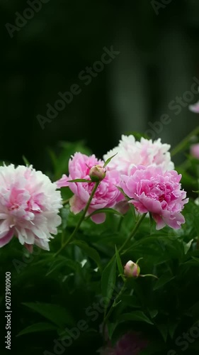 Moody cinematic pink peonies against dark bokeh garden. Soft light, romantic dark floral aesthetic for luxury and wedding projects.