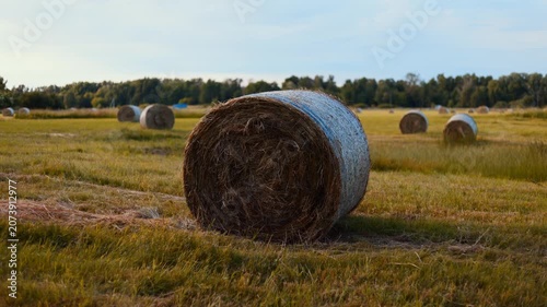 Hay bale on agricultural field at harvest time. Rural farm landscape with grass straw roll. Countryside nature scenery during sunset for livestock feed supply.