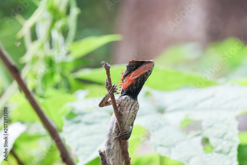 Fotografie Lizard reptile branch green nature wildlife forest animal tropical camouflage ou