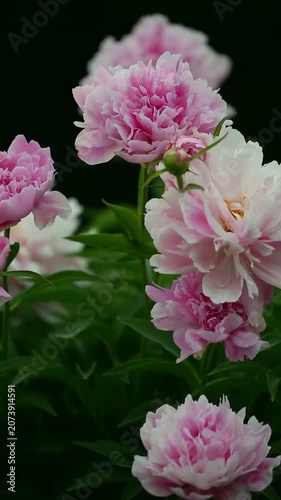 Pink peony flowers with green leaves in garden. Close up flower video. Spring garden and ornamental horticulture concept. Macro shot video