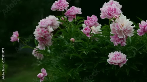 Beautiful pink peony bushes in full bloom in a summer garden. Lush double flowers with soft petals against a dark green bokeh background. Romantic floral concept for spring and summer designs.