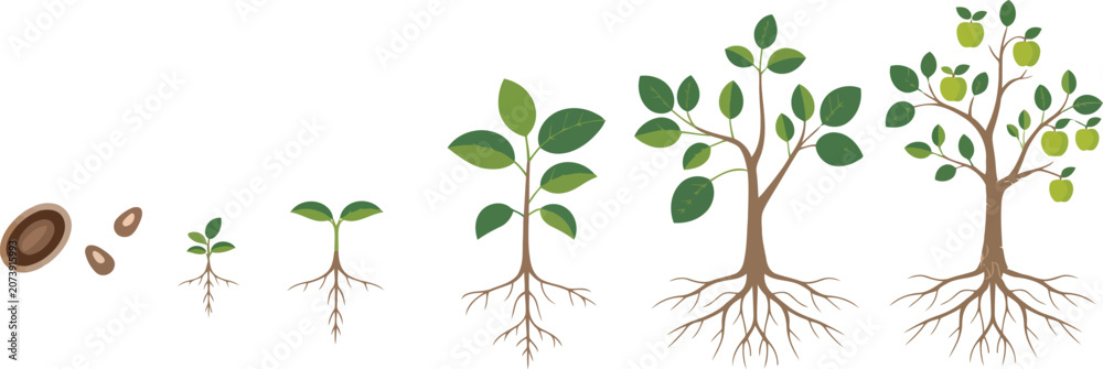 Obraz premium Plant development life cycle of vector illustration.