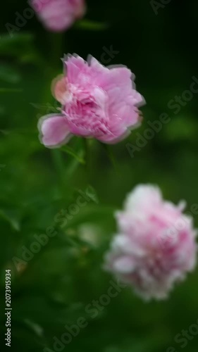 Soft pink peonies bloom among lush green foliage, bathed in gentle daylight and wrapped in creamy bokeh, evoking a calm, dreamy garden atmosphere with subtle depth.