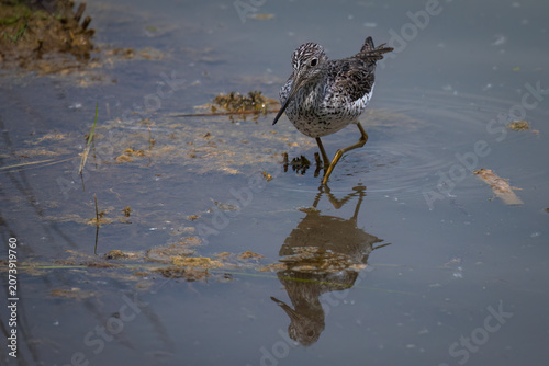 Tableau sur toile Aufnahme eines Wasservogels, dem Grünschenkel bei der Futtersuche, am Ufer
