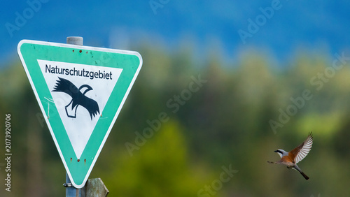 Foto Aufnahme eines Neuntöters im Anflug auf ein Warnschild.