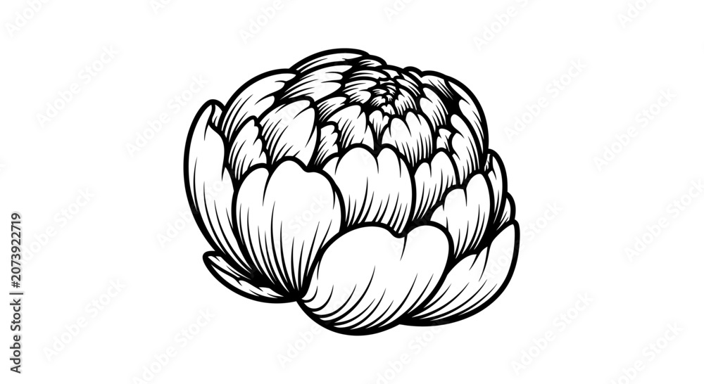 Fototapeta premium Black and white peony bud line drawing.