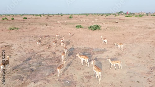 A peaceful herd of deer grazing in an open meadow. One or two deer slowly start running while the rest continue feeding.