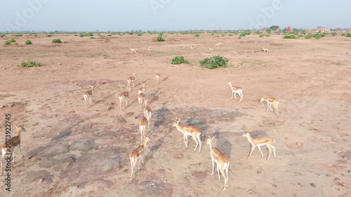 deer in the wild