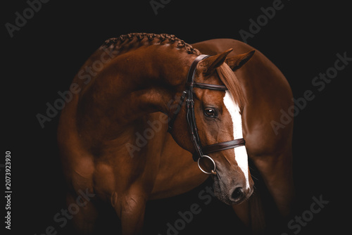 Stunning chestnut horse portrait with braided mane