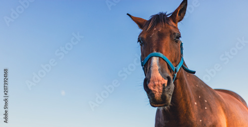 Foto Brown horse with blue halter stands against clear sky.