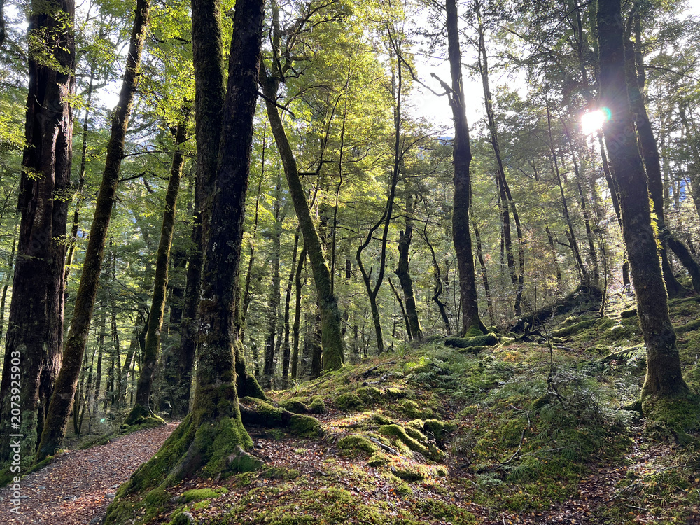 Fototapeta premium Sunlight Filtering Through Mossy Beech Forest Trees in New Zealand