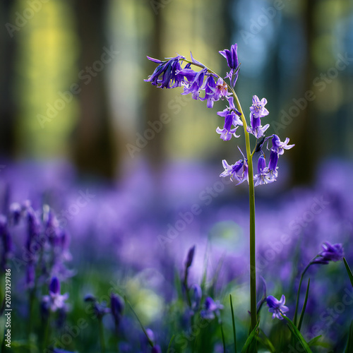 Single bluebell stem against blurred bluebell woods