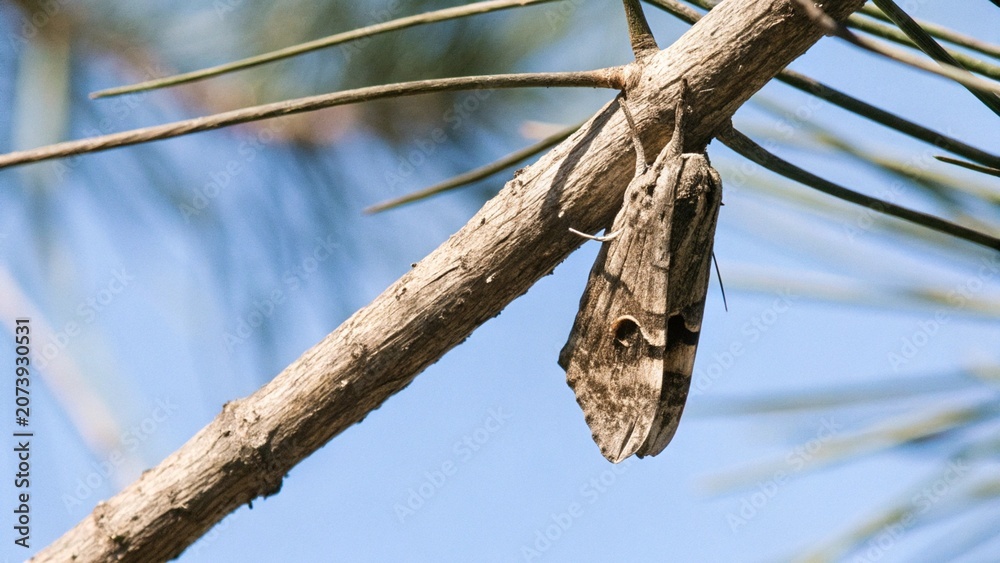 Fototapeta premium Brown moth hanging on twig, it's camouflage looks like broken twig. 