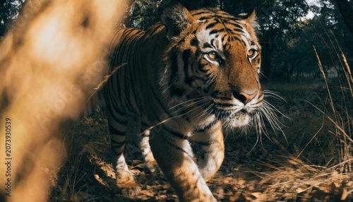 Obraz na plátně Slow motion of Camouflaged Bengal Tiger Close Up in the forest of Central India