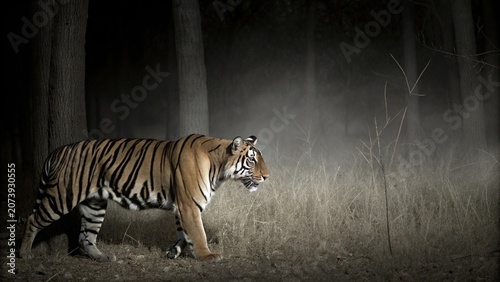 Photography Slow motion of Camouflaged Bengal Tiger Close Up in the forest of Central India