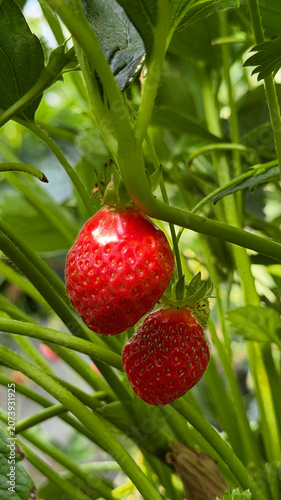 Two ripe red strawberries hanging from green stems surrounded by lush green leaves in a garden setting, showcasing fresh organic produce